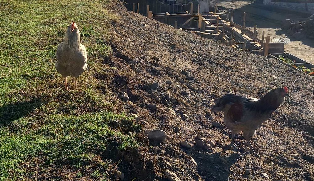 Петлета Араукана