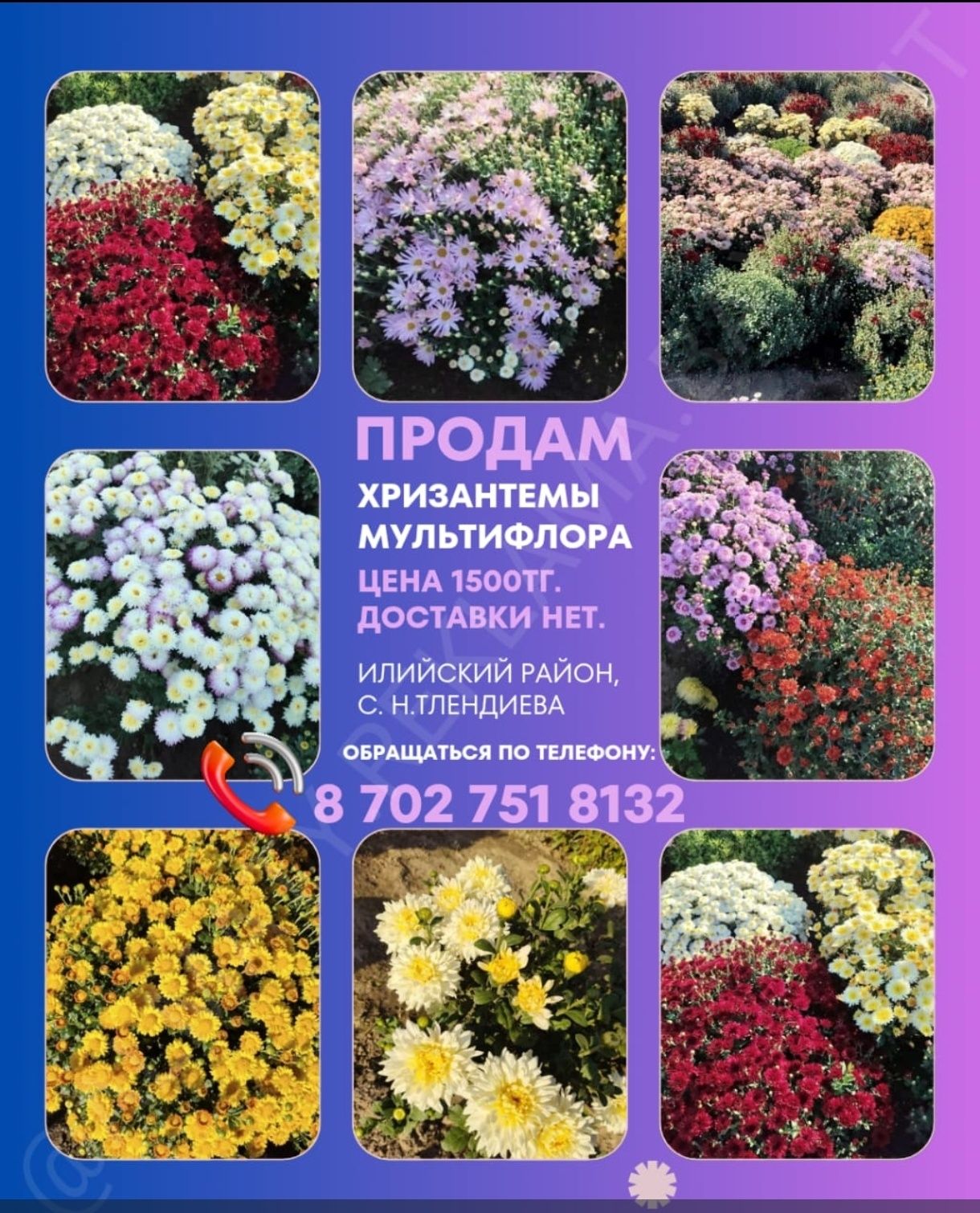 Продам хризантемы мультифлора