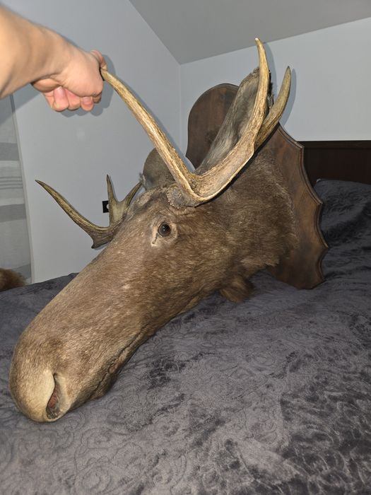 Trofeu bust elan / moose