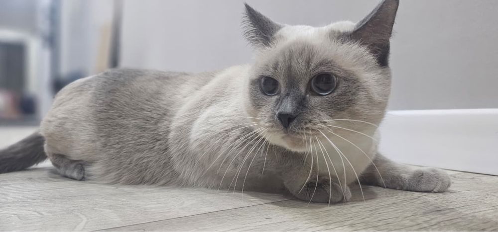 Отдам кошку в хорошие руки