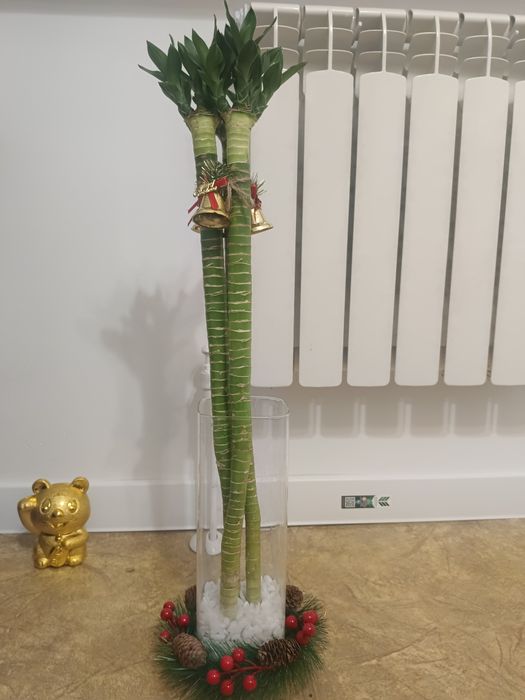 Бамбук живой с корнями, 3 шт