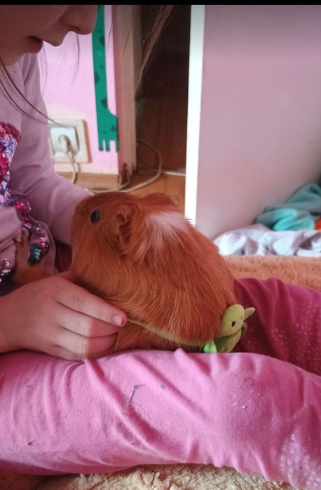 Porcușori de Guineea