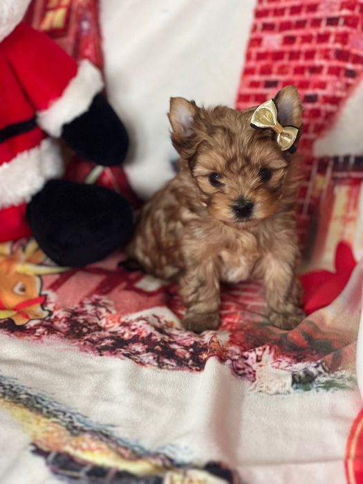 Yorkshire terrier Gold