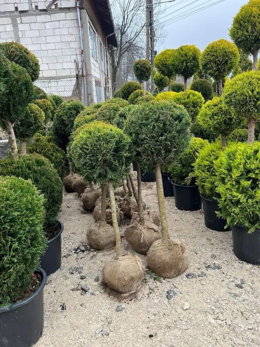 Plante ornamentale de orice specie la pret de producator