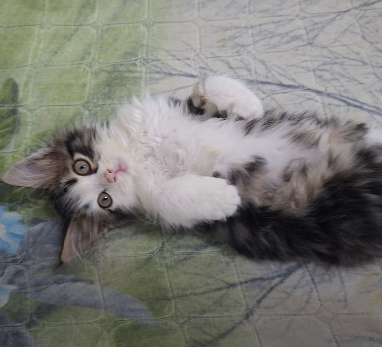 Котёнок хорошие руки