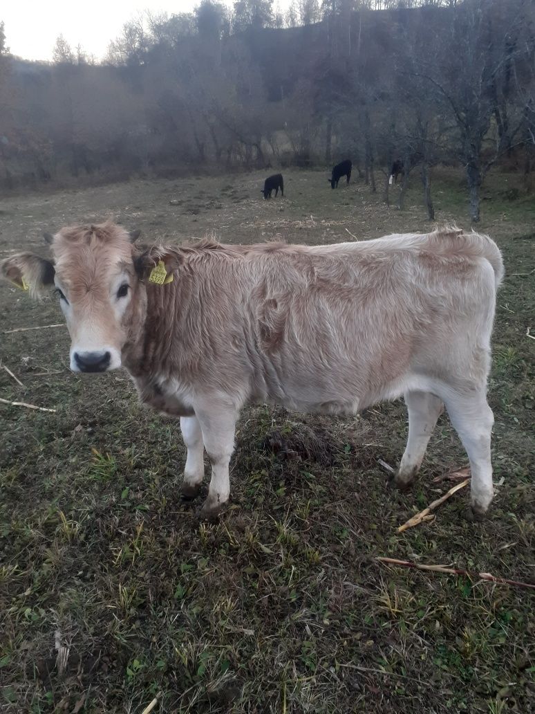 Se vând 5 bovine cu vârsta cuprinsă între 6 și 8 luni