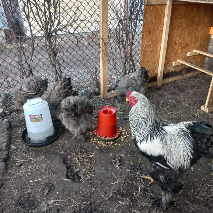 Brahma ouă pentru incubat