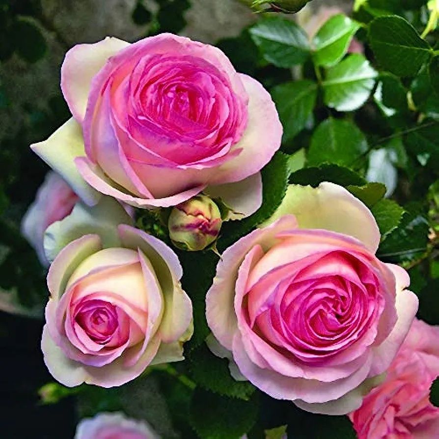 Trandafir Pierre de Ronsard ( 2m ghiveci)