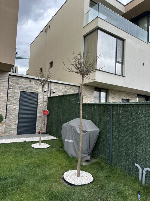 Copaci / Platan / Mesteacan cu coaja alba / Catalpa