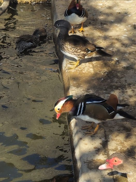 Vand sau schimb rațe mandarine mature