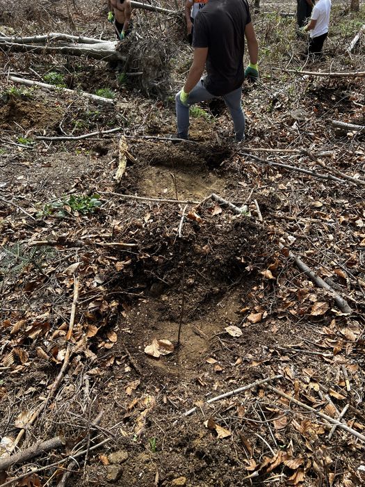 Puieți direct de la producător 100%