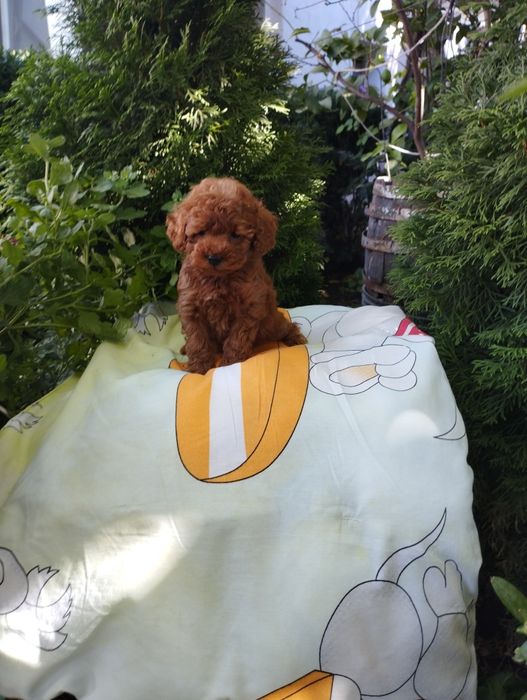 Той Пудел/Poodle Toy.