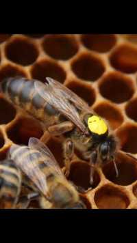 Vând regine albine, roi albine, miere naturală, faguri miere, polen