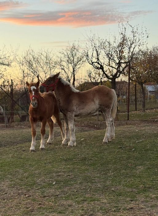 Mânji   6 luni  frumoși