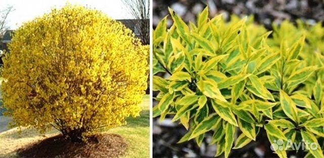 Форзиция пестролистный оптом