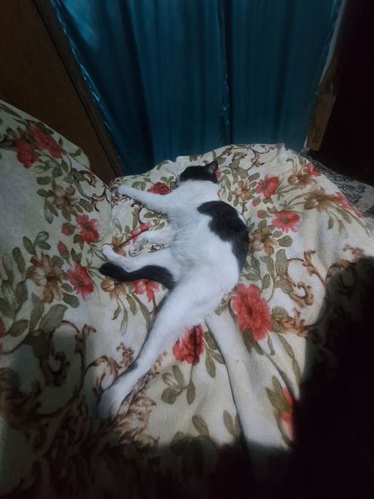 Отдам кота в хорошие руки.