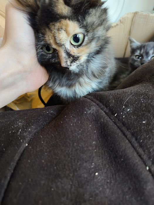 Отдам котят в добрые руки