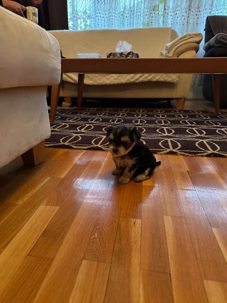 Yorkshire terrier