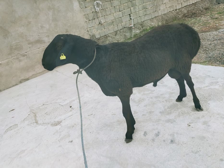 Қошқар сатылады .