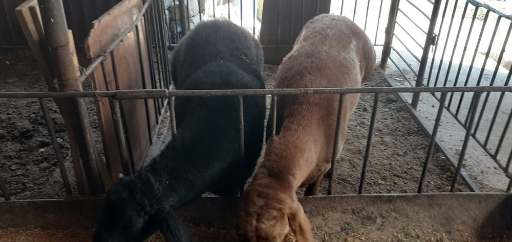 'Qochqor кочкор коу сотилади