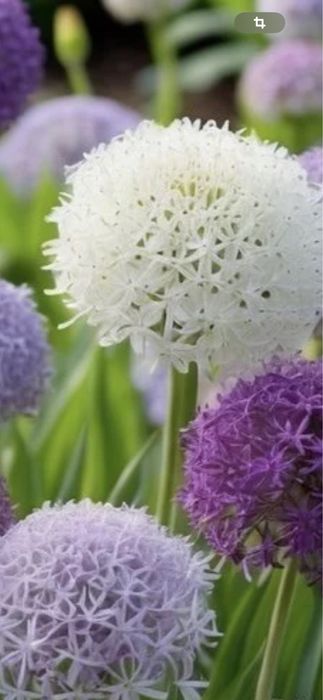 Bulbi de allium 10 lei buc