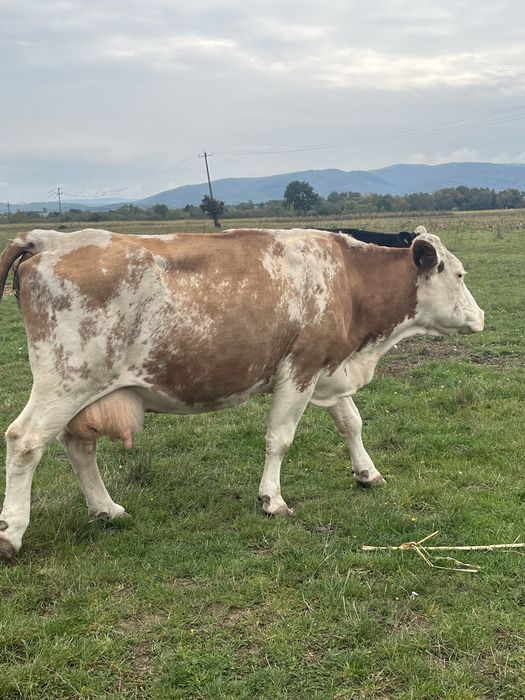 Lot de 13 vaci de lapte inscrise in COP