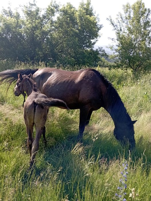 Продается лошадь с жеребёнком лошадь ходит. В телеге ,санях,седле