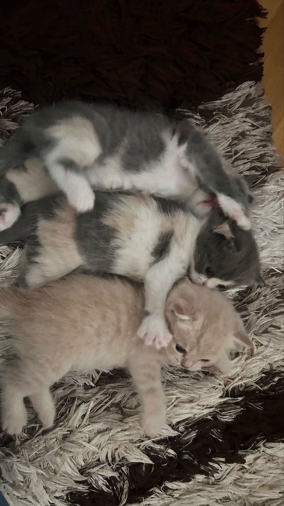 Шотландские котята