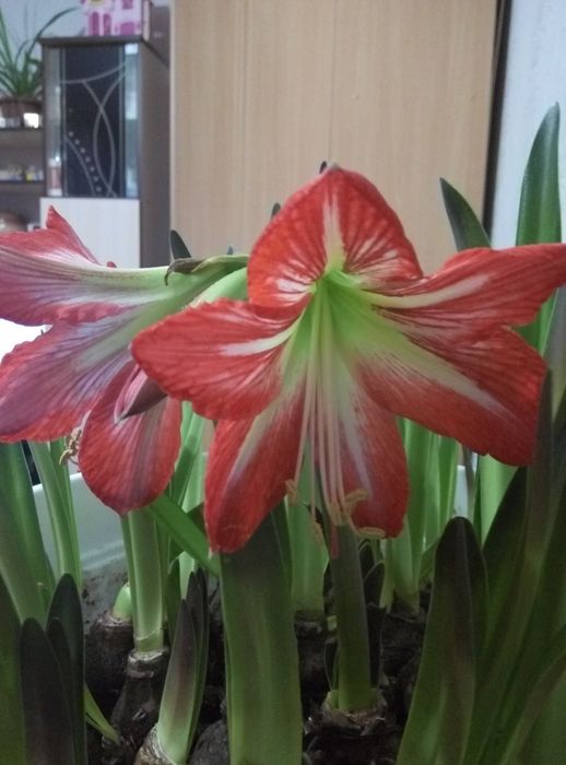 Продам луковицы гиппиаструма