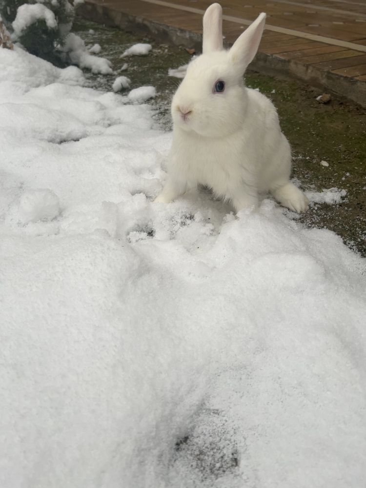 Zotdor germilin quyonlari sotiladi