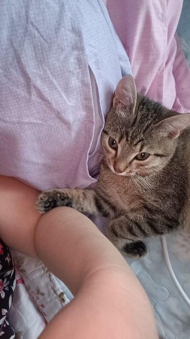 Отдам в хорошие руки котёнка бесплатно