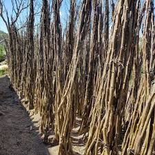 Vând puieți de nuci altoiți soiul jupanesc