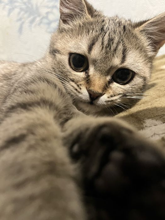 Отдам котенка девочку в добрые руки