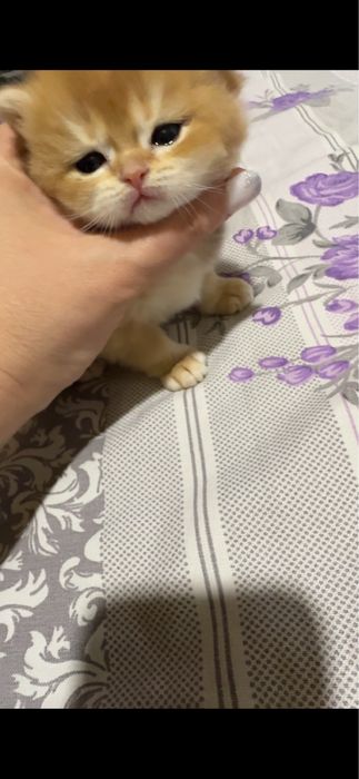 Котенок бри золотая шиншилла