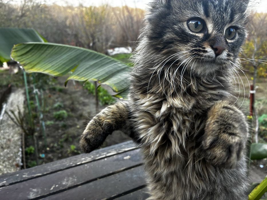 Котета които спешно си търсят дом