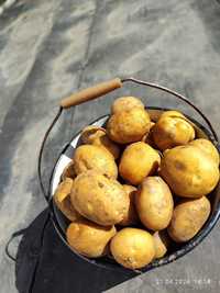 Продается картошка