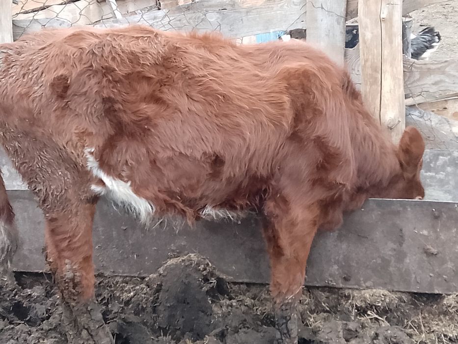 Продам телёнка тёлочка