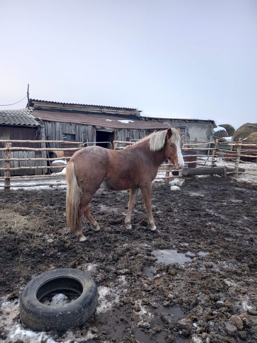 Продам тайчика..