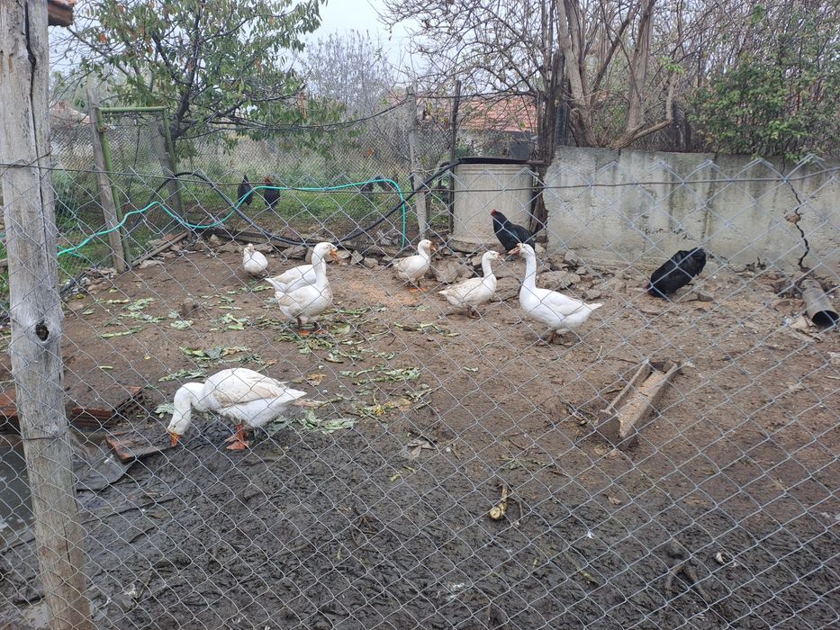 Гъски Линда - оплодени яйца