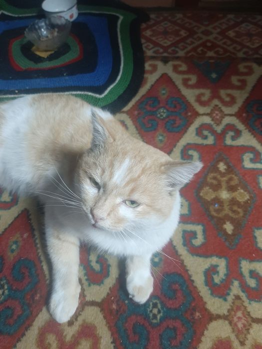 Притягивают кота