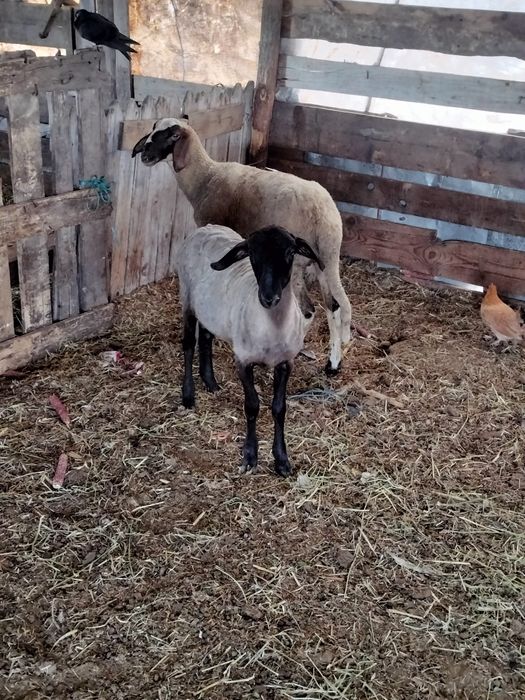 De vânzare o nuatină carabasa sau schimb