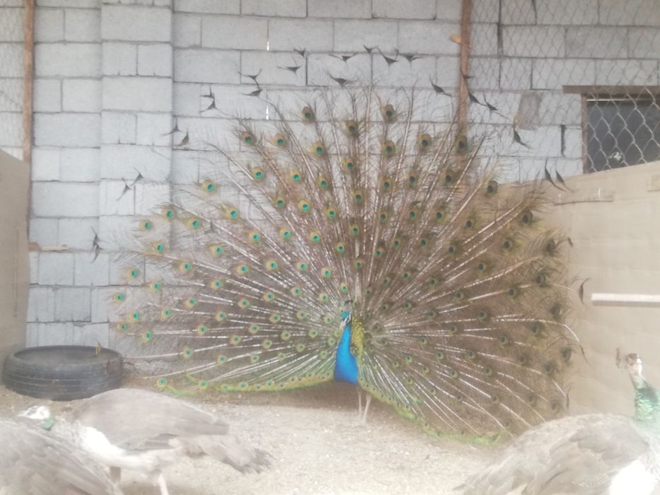 Павлин сатылады 4 жасар