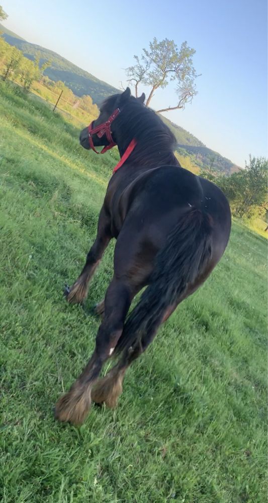 Vând un cal și o iapă