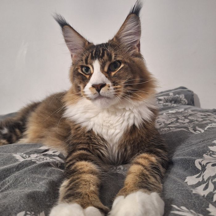 Baiețel Maine coon
