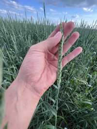 Продам семена пшеницы мягкой сорт Любава