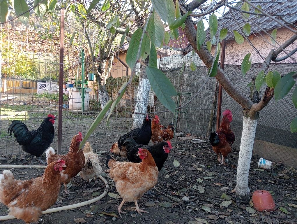 Vând cocos Australorp și de carne