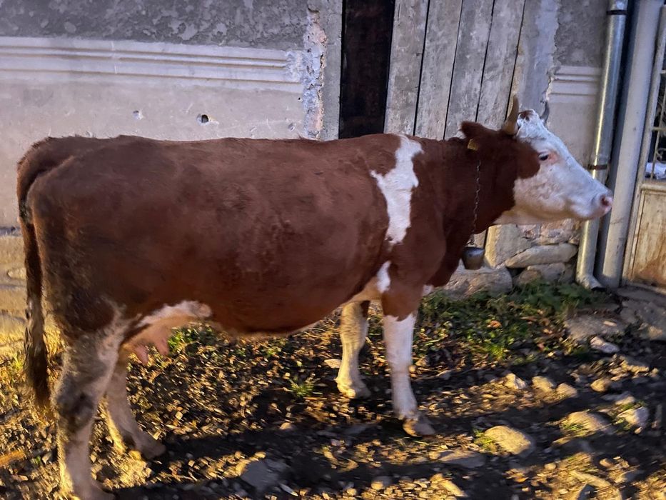 Vând vacă de lapte