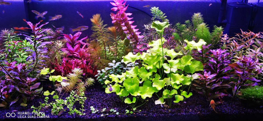 Lampa pentru acvariu plantat speciale pentru cresterea plantelor