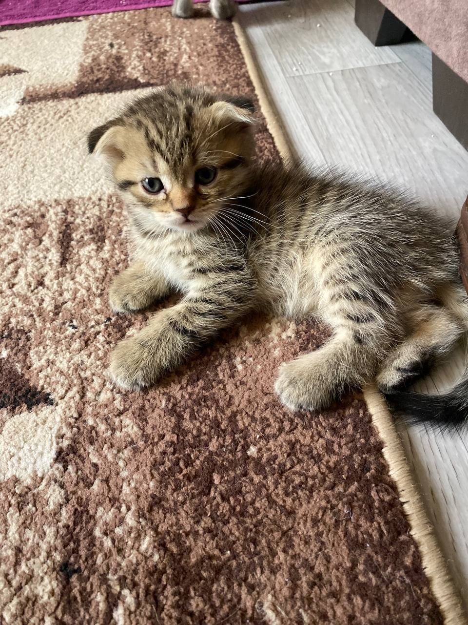 Продаются котята