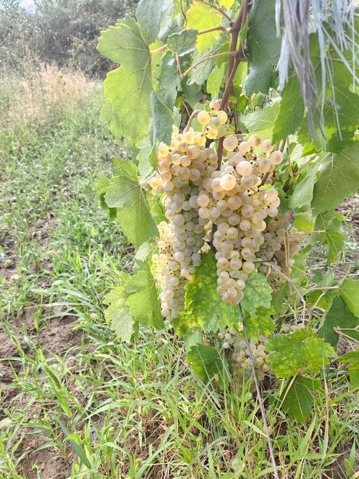 Struguri din Vrancea